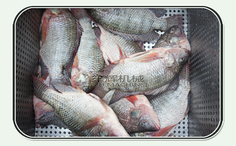 m&aacute;quina de limpieza de pescado