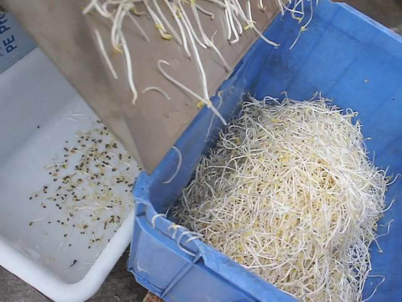 Lavadora de verduras es necesaria en muchos lugares