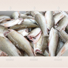 Lavadora automática de pescado, máquina de limpieza de pescado, lavadora de carne, máquina desalinizadora de pescado