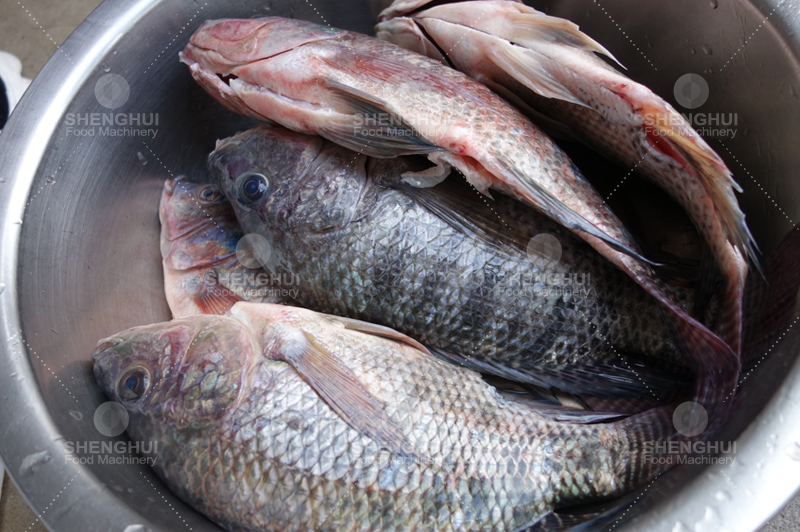 Lavadora de cola de pescado 1