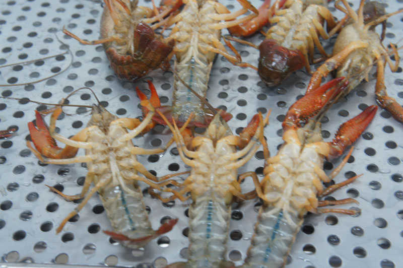 Maquinaria alimentaria