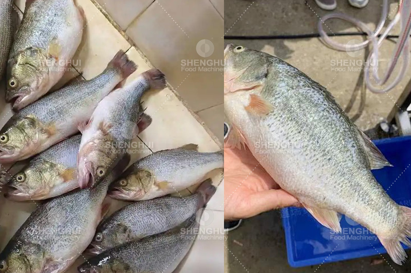 M&aacute;quina desescamadora de pescado (3)