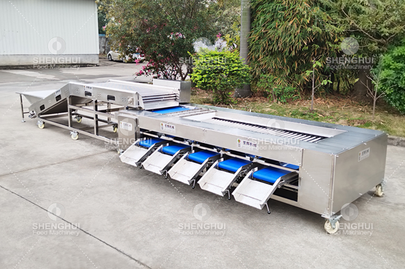 m&aacute;quina clasificadora de frutas (15)