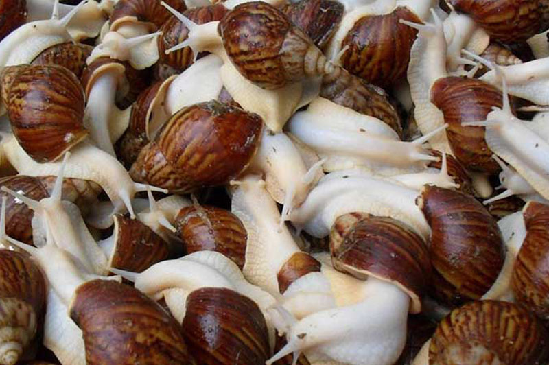 Lavadora de caracoles