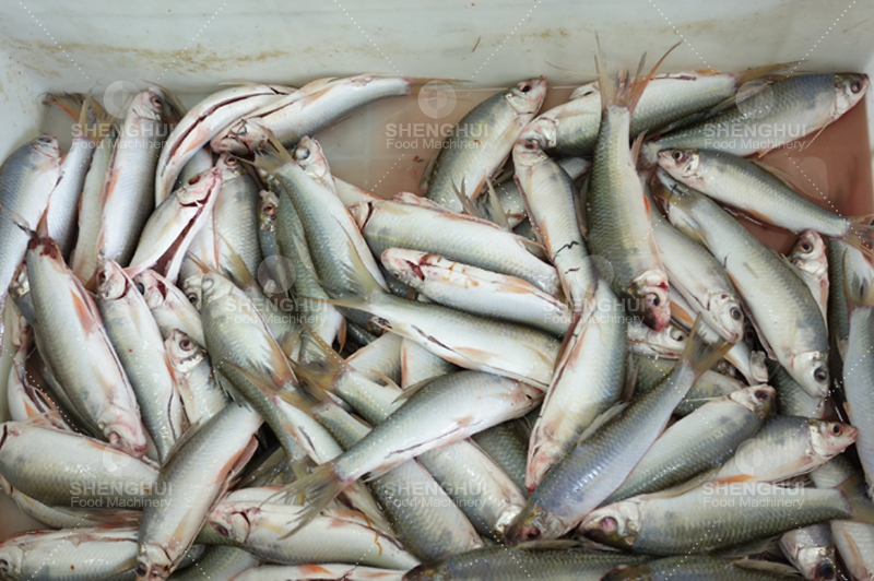 M&aacute;quina de matar peces (2)