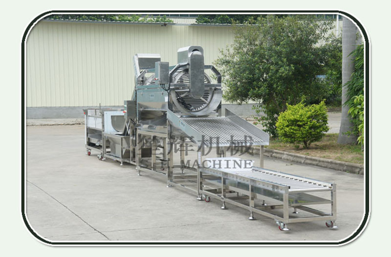 clasificadora de pescado