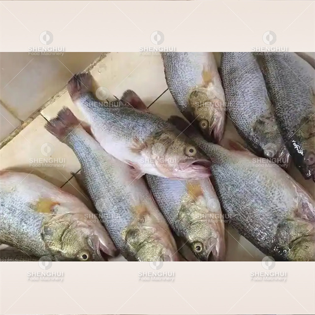 Máquina automática para quitar escamas de pescado, descamadora de pescado, procesadora de mariscos, descamadora de pescado