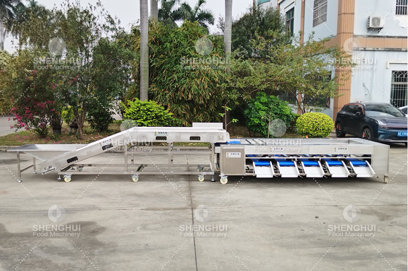 m&aacute;quina clasificadora de frutas (10)