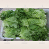 Línea de procesamiento de vegetales comerciales, máquina para lavar vegetales, máquina para limpiar frutas, lavadora de ensaladas no destructiva