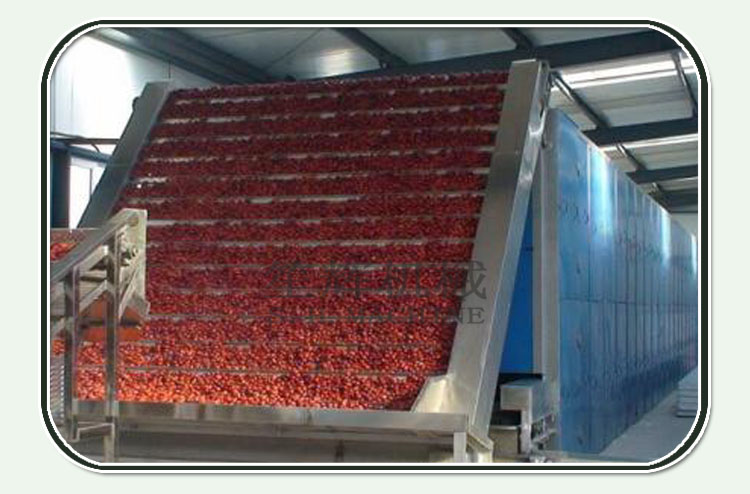 li jujube tree para la venta