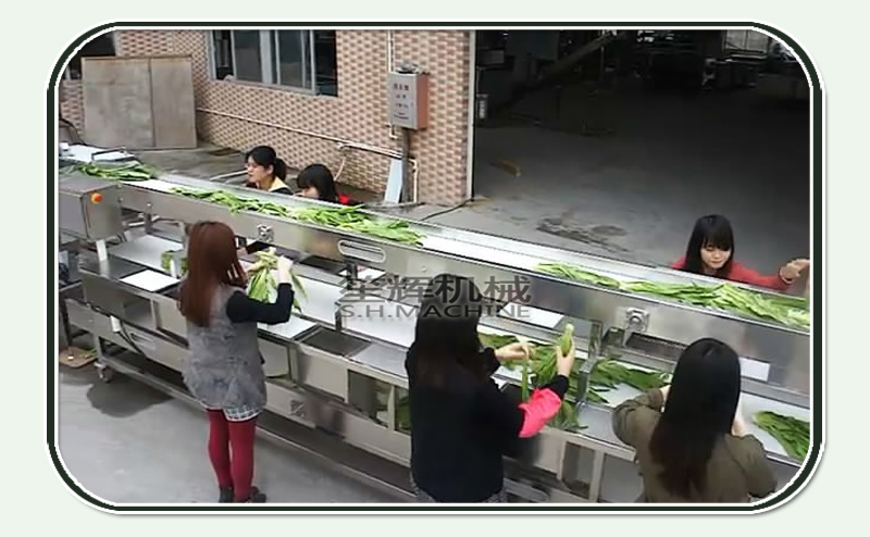 Procesadora de verduras l&iacute;nea de producci&oacute;n de clasificaci&oacute;n mec&aacute;nica.