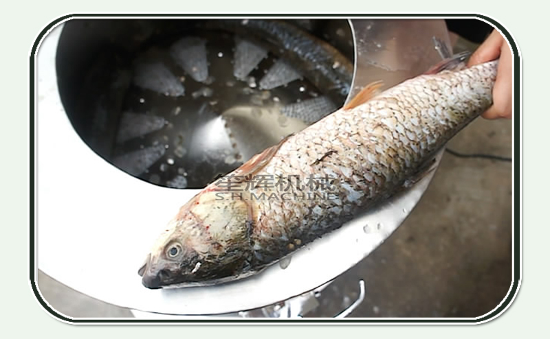 m&aacute;quina el&eacute;ctrica de la comida-shenghui-fish de la m&aacute;quina del escalador-alimento de los pescados