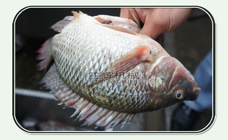 m&aacute;quina limpiadora de pescado, m&aacute;quina de pescado, m&aacute;quina de pescado