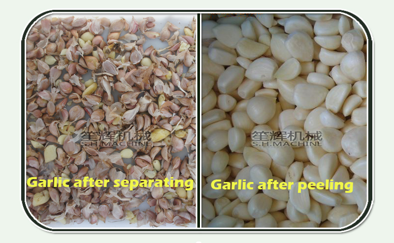 m&aacute;quinas de separaci&oacute;n de ajo m&aacute;quinas de ajo